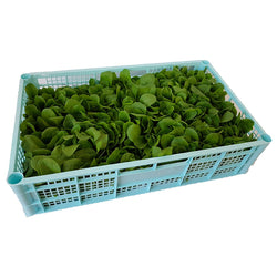 Radicchietto kg.1