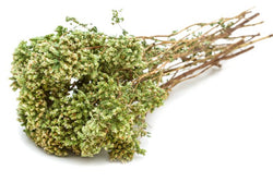 Origano gr. 30