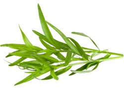 Dragoncello gr. 30