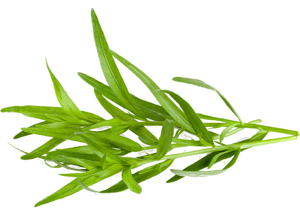 Dragoncello gr. 30