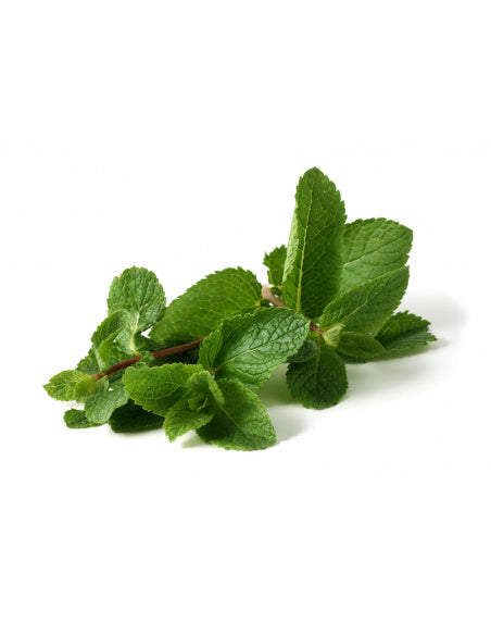 Menta Spigata 30gr