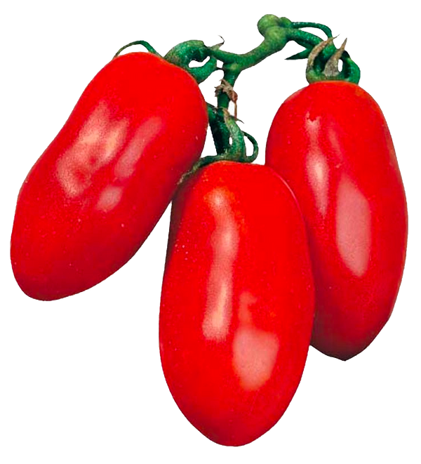 Pomodoro San Marzano gr. 500