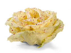 Radicchio Variegato 500gr